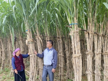 mia nguyen binh cay trong dac huu co gia tri cho nong dan phat trien sinh ke