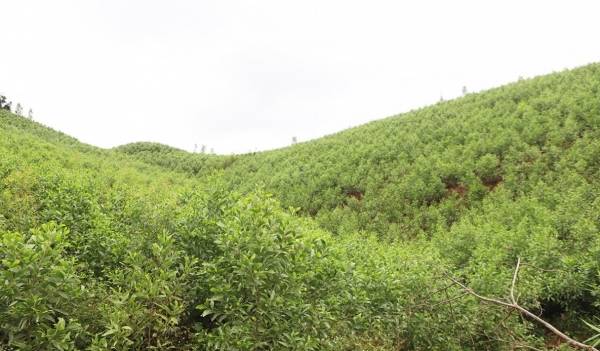 Bắc Ninh triển khai kế hoạch phát triển giá trị đa dụng của hệ sinh thái rừng đến năm 2030