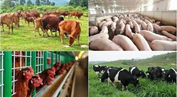 Lâm Đồng phê duyệt Chương trình khuyến nông giai đoạn 2026–2030