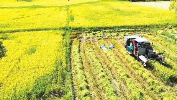 Lâm Đồng: Chuyển đổi cơ cấu cây trồng trên đất lúa đạt hơn 4.800 ha trong năm 2025