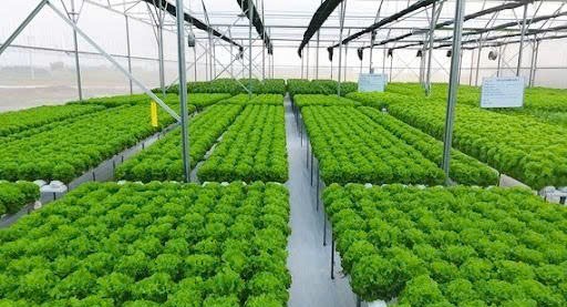 Đẩy mạnh phát triển vùng sản xuất rau an toàn gắn với truy xuất nguồn gốc đến năm 2030