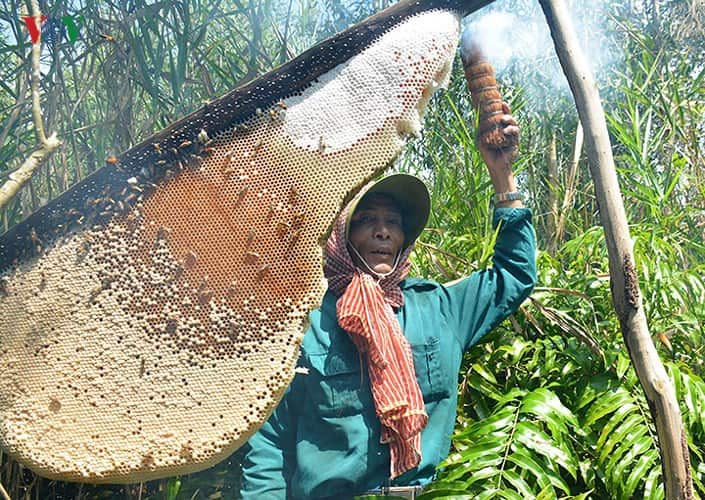 Mật ong gác kèo Thanh Phú - Tinh hoa rừng Tràm U Minh Hạ