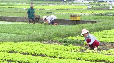 Đến 2030, Hà Nội duy trì các vùng rau an toàn chuyên canh đạt trên 400.000 tấn/năm