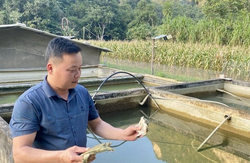 Kiên trì theo đuổi đam mê, gặt thành công với mô hình nuôi ba ba