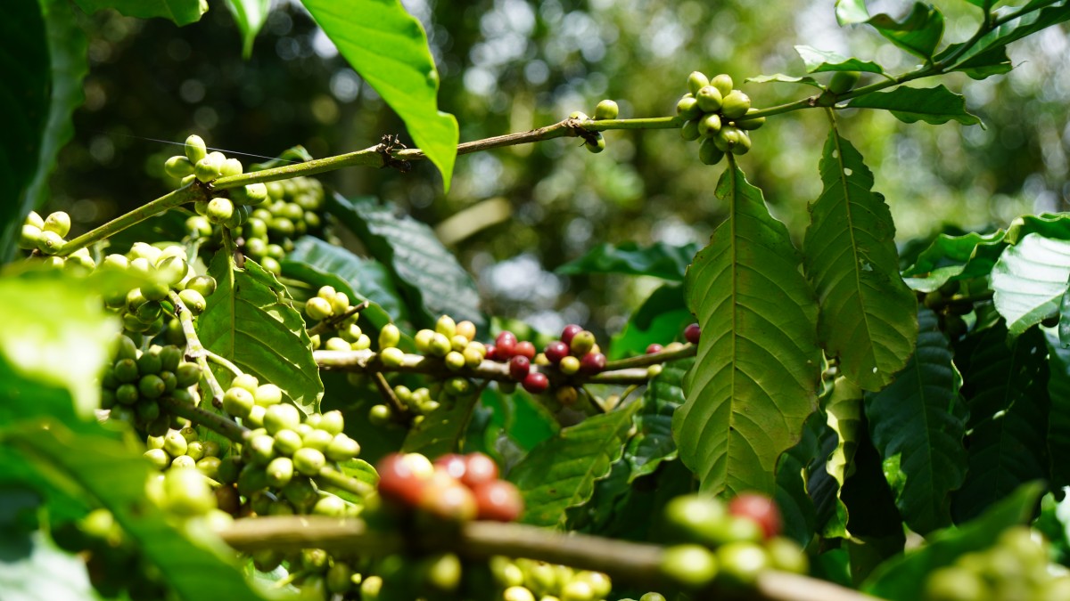 Canh tác cà phê trong nông lâm kết hợp: Sự trải nghiệm 