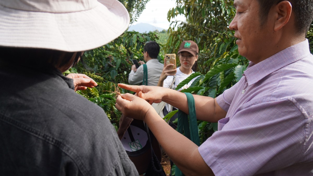 Canh tác cà phê trong nông lâm kết hợp: Sự trải nghiệm 