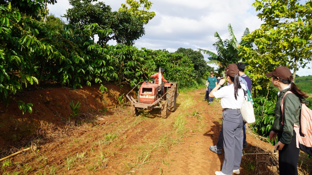 Canh tác cà phê trong nông lâm kết hợp: Sự trải nghiệm 