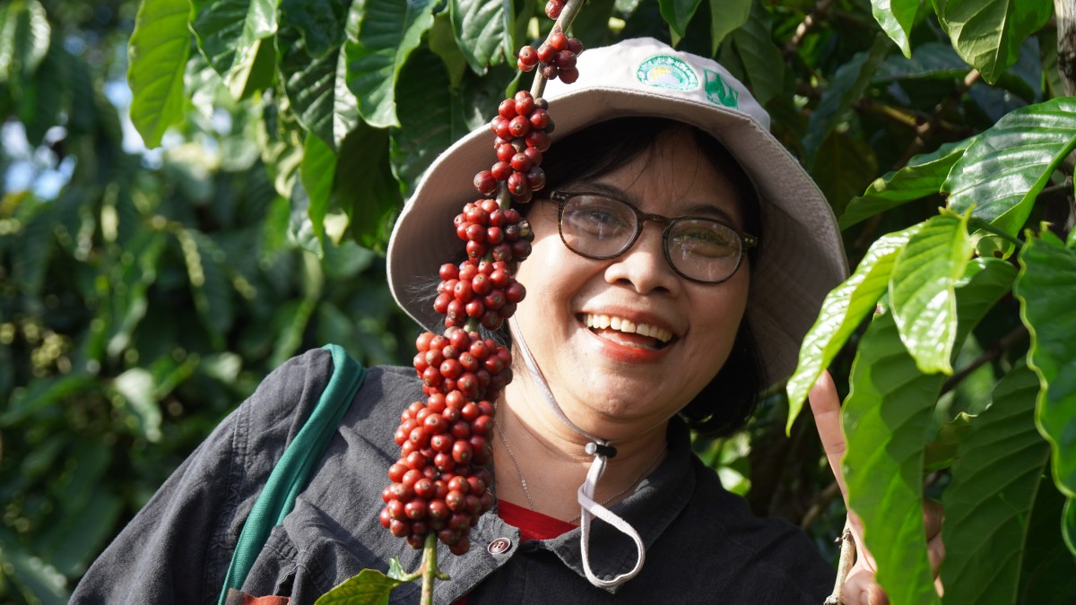 Canh tác cà phê trong nông lâm kết hợp: Sự trải nghiệm "học đi đôi với làm"