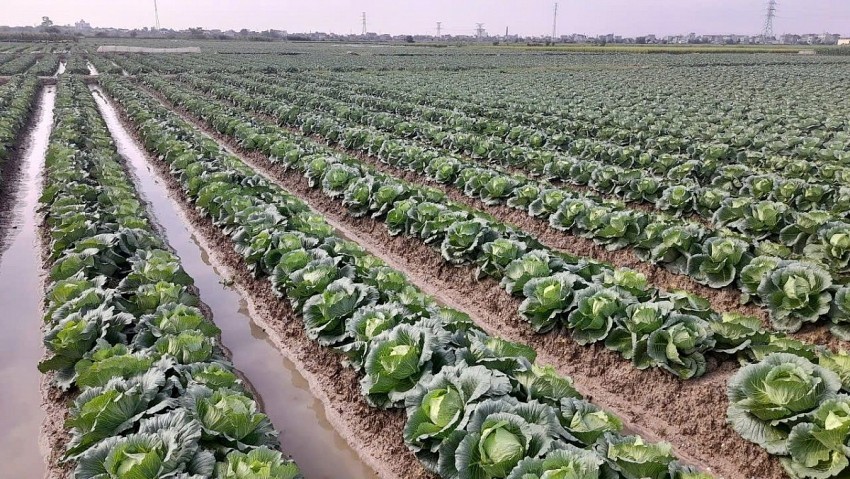 Hải Phòng: Ghi nhận nhiều tín hiệu khởi sắc từ sản xuất vụ Đông 2025-2026