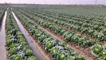 Hải Phòng: Ghi nhận nhiều tín hiệu khởi sắc từ sản xuất vụ Đông 2025-2026