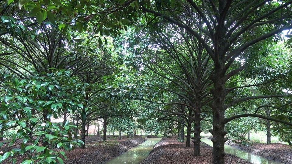 Phát triển nông nghiệp hữu cơ cho vùng chuyên canh cây ăn trái