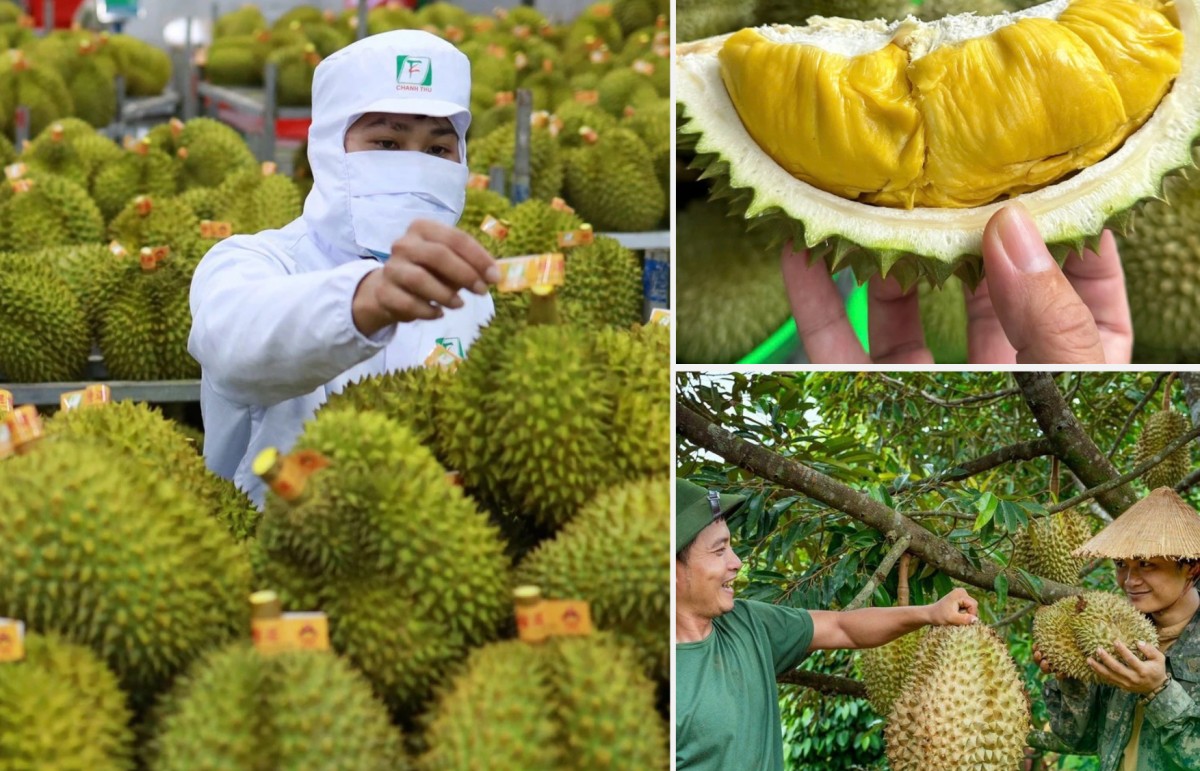 Kim ngạch xuất khẩu sầu riêng có thể đạt 4 tỷ USD trong năm 2025