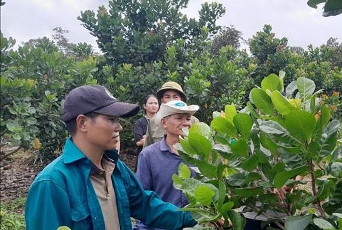 Hiệu quả từ mô hình liên kết nông nghiệp hữu cơ bền vững