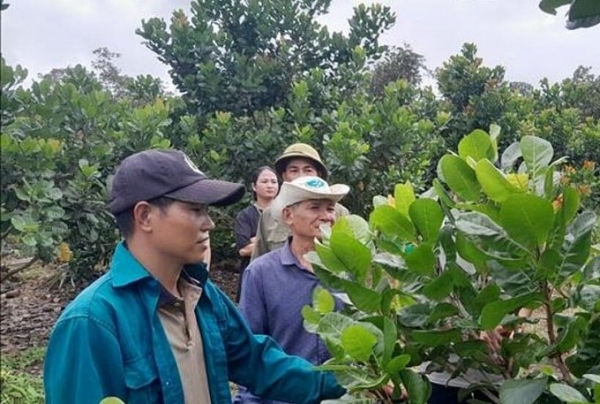 Hiệu quả từ mô hình liên kết nông nghiệp hữu cơ bền vững