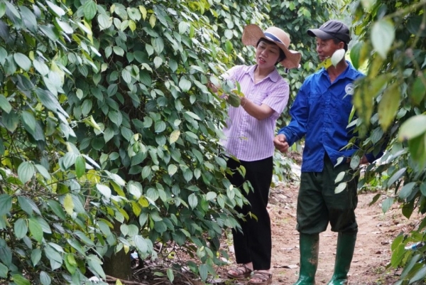 Giúp nông dân hiểu rõ lợi ích của chuỗi giá trị trong phát triển tổ hợp tác, hợp tác xã