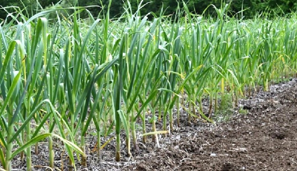 "Bí quyết" thâm canh tỏi tây đạt năng suất cao