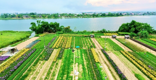 Huế: Thực trạng và giải pháp phát triển nông nghiệp bền vững tại phường Dương Nỗ