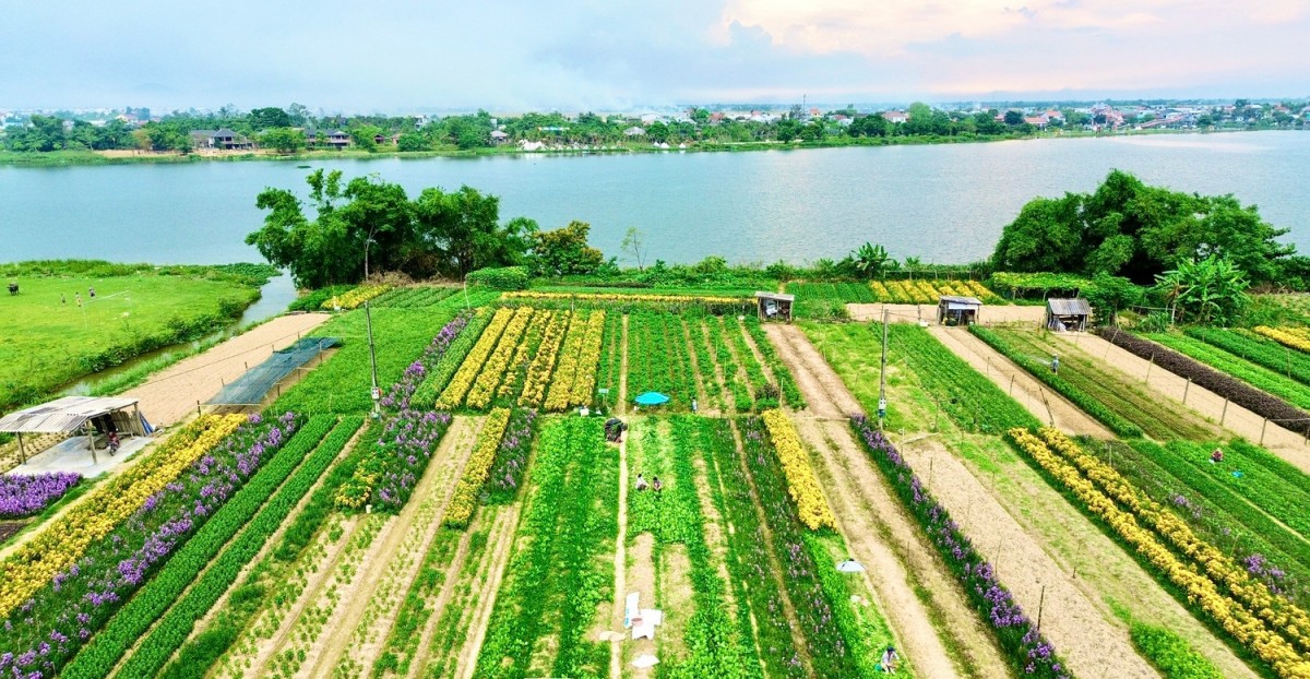 Phường Dương Nỗ, Tp. Huế đang trong quá trình chuyển dịch mạnh mẽ nền kinh tế nông nghiệp. Ảnh minh hoạ