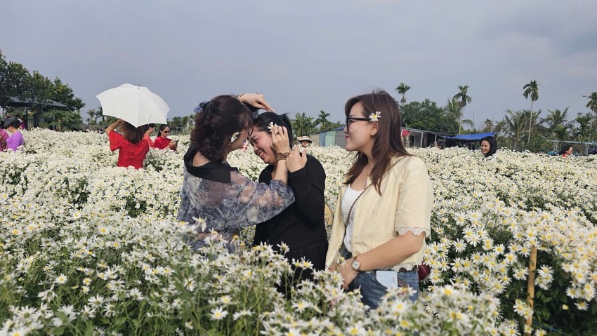 Hải Phòng: Cánh đồng Cúc hoạ mi chật kín khách ngày cuối tuần