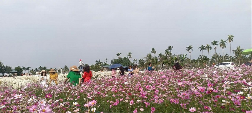 Hải Phòng: Cánh đồng Cúc hoạ mi chật kín khách ngày cuối tuần