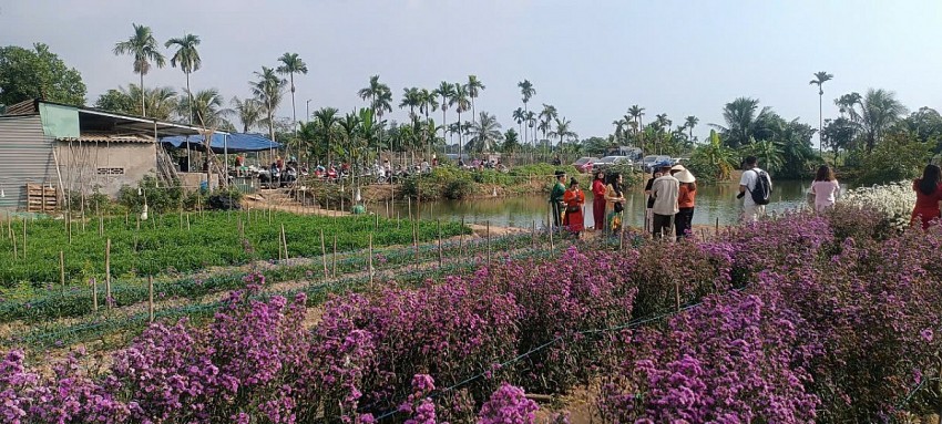 Hải Phòng: Cánh đồng Cúc hoạ mi chật kín khách ngày cuối tuần