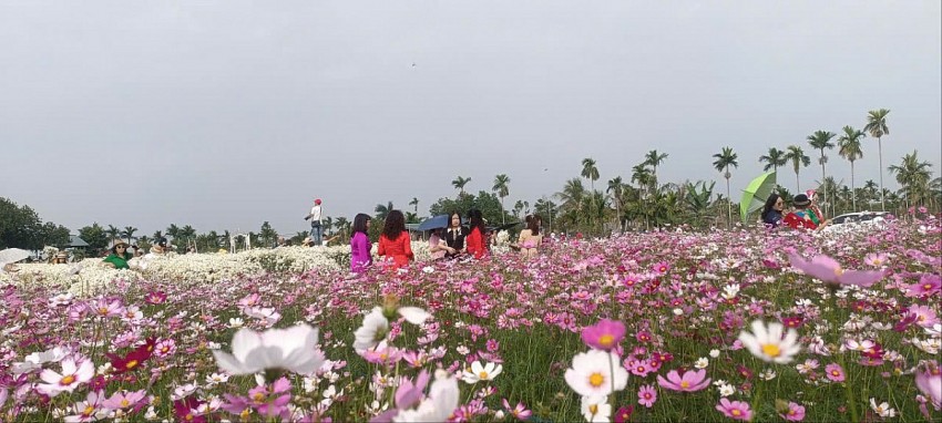 Hải Phòng: Cánh đồng Cúc hoạ mi chật kín khách ngày cuối tuần