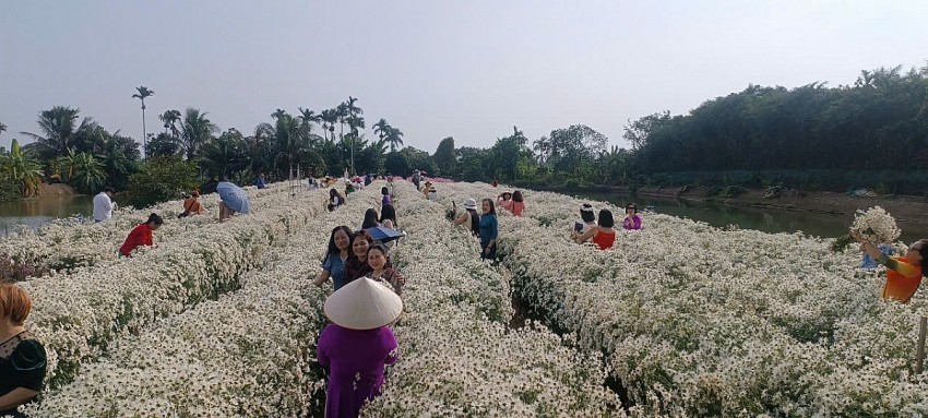 Hải Phòng: Cánh đồng Cúc hoạ mi chật kín khách ngày cuối tuần