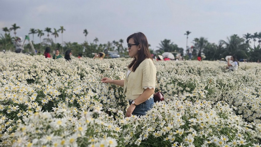 Hải Phòng: Cánh đồng Cúc hoạ mi chật kín khách ngày cuối tuần