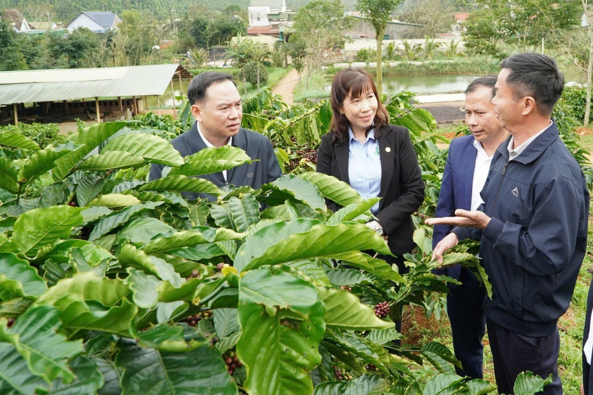 Lâm Đồng: Xã Đức An đẩy mạnh phát triển nông nghiệp công nghệ cao, nhiều mô hình hiệu quả