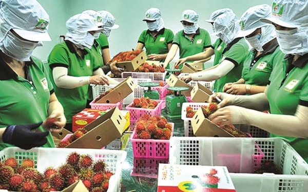 Kinh tế tư nhân - động lực mới của nông nghiệp xanh và hội nhập