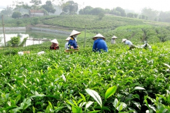 Vai trò “tam nông” với kinh tế địa phương