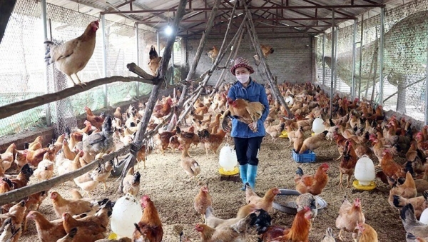 Những yếu tố quyết định việc sử dụng kháng sinh trong chăn nuôi gia cầm tại Việt Nam