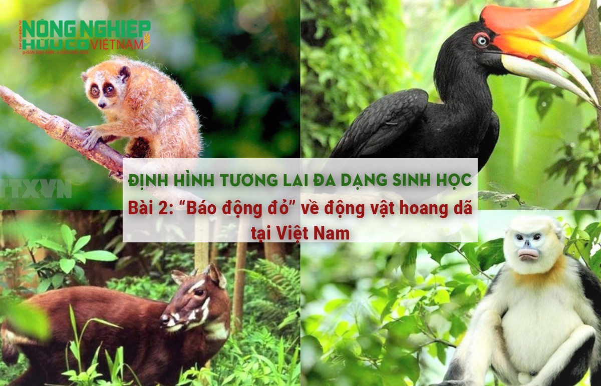 Định hình tương lai đa dạng sinh học - Bài 2: “Báo động đỏ” về động vật hoang dã tại Việt Nam