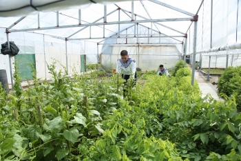 Cải tạo cát san hô ở các đảo xa bờ thành đất trồng rau