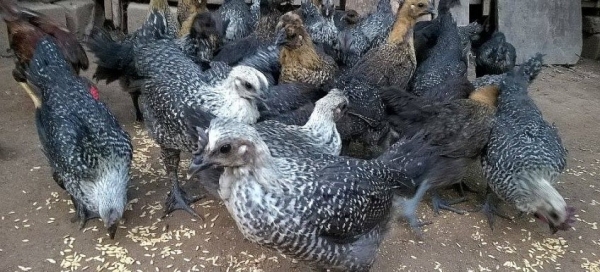 Chọn tạo được đàn gà ác có chất lượng di truyền cao