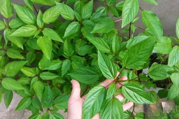 Hai loại rau sạch hiếm khi “ngậm” hóa chất