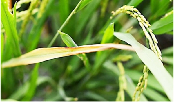 Kiểm soát bệnh cháy bìa lá lúa bằng chế phẩm thực khuẩn