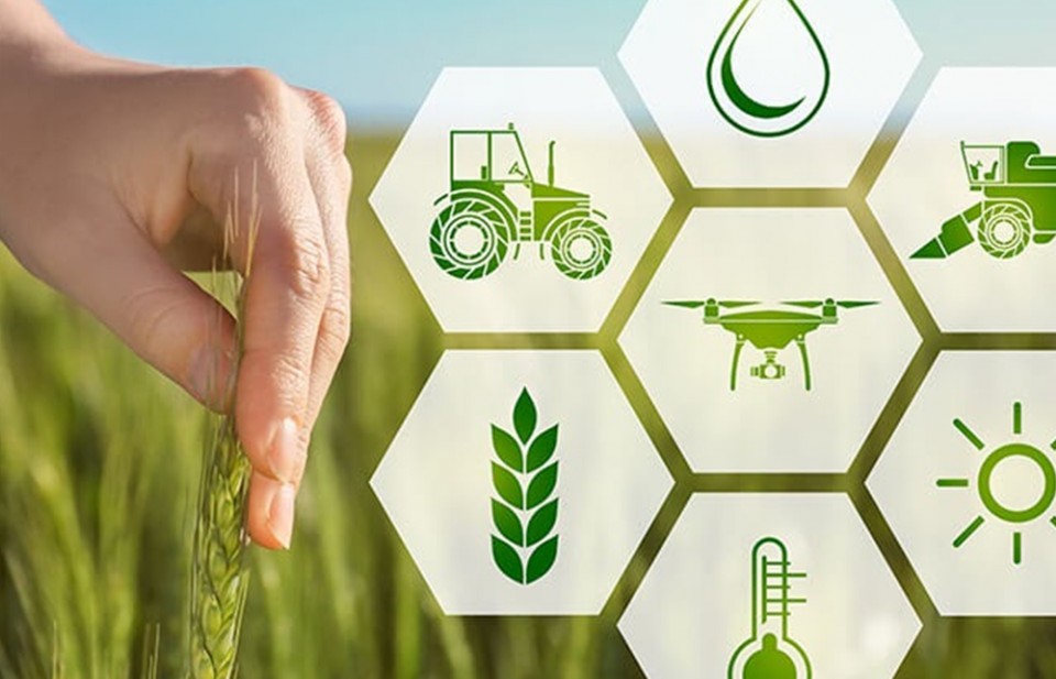 Quy trình trang trại ứng dụng nông nghiệp thông minh: Từ dữ liệu đến năng suất