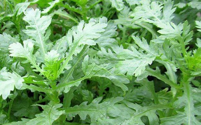 4 nhóm người nên hạn chế ăn rau cải cúc