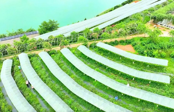 Lào Cai: Định hướng dài hạn cho nông nghiệp xanh