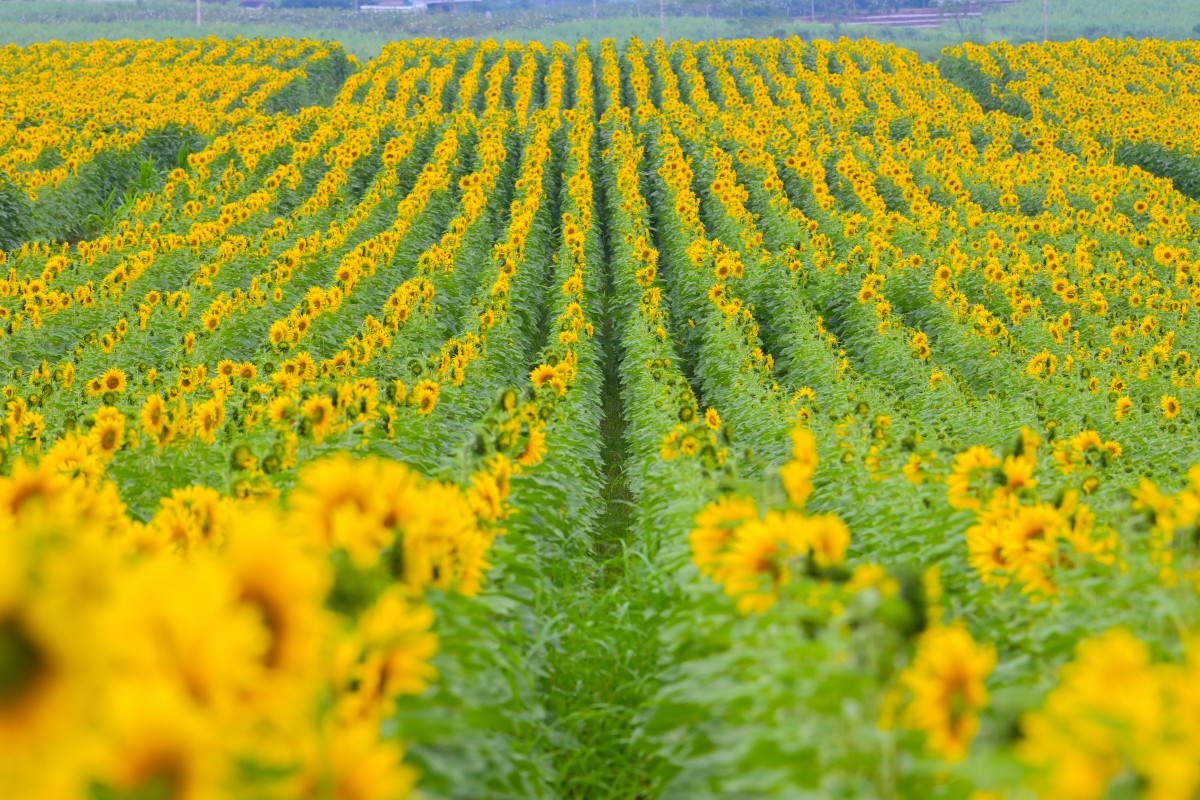 Rực vàng cánh đồng hướng dương của Tập đoàn TH trên vùng đất Phủ Quỳ