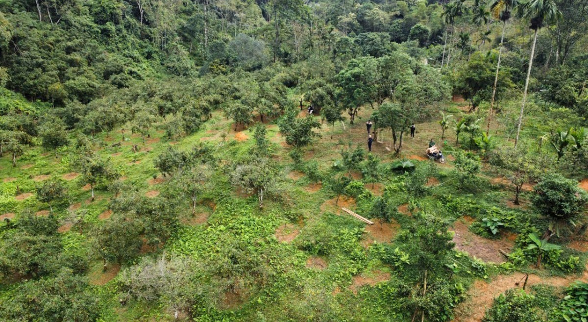 10 năm kiên trì, lão nông biến quả ngọt sinh ra từ đá