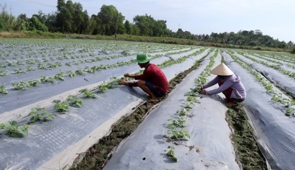 Lưu ý khi sử dụng che phủ nilon trên một số cây trồng cạn