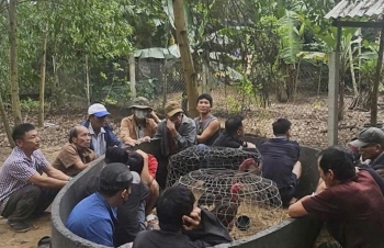 Triệt xóa tụ điểm đá gà ăn tiền trong rừng keo ở Quảng Ngãi