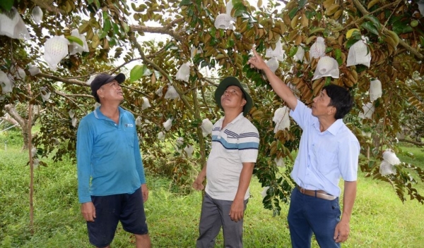 Hiệu quả từ sản xuất vú sữa hữu cơ