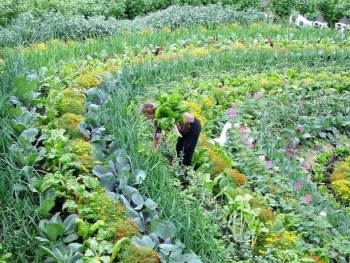 Từ vườn nhà đến trang trại: Bắt đầu canh tác bền vững theo Permaculture