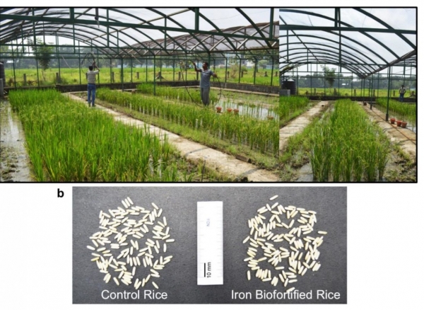 Chỉnh sửa gen tạo giống lúa giàu vi chất, giảm kim loại nặng
