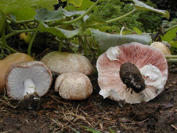 Làm chủ công nghệ nấm Agaricus subrufescens, mở hướng chế biến sâu nâng tầm nông sản Việt
