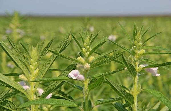 Giống mè mới mở hướng chuyển đổi cây trồng thích ứng hạn hán