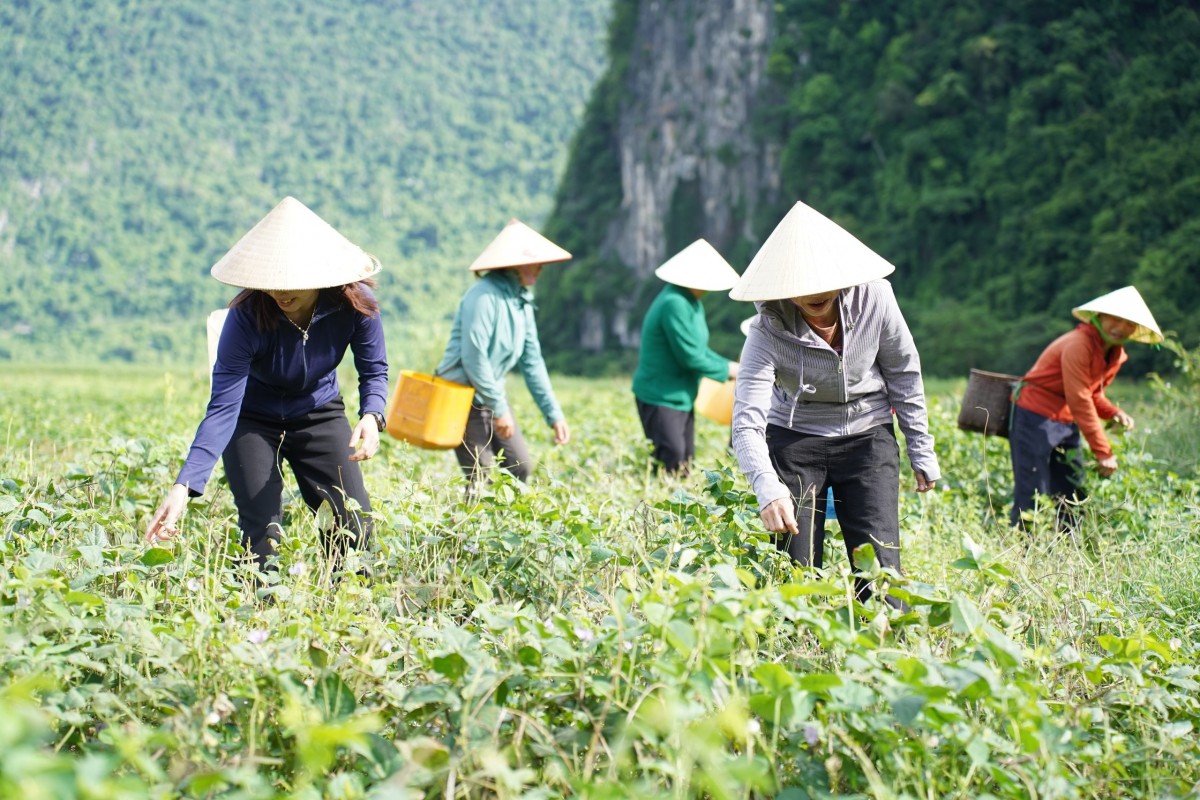 Những dấu ấn của Nông nghiệp hữu cơ Việt Nam năm 2025 Những dấu ấn của Nông nghiệp hữu cơ Việt Nam năm 2025